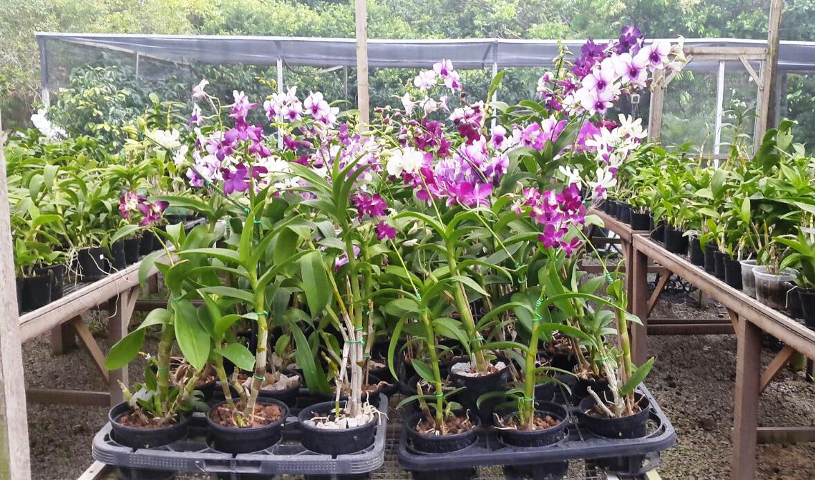 As flores já estão sendo preparadas para exposição e venda na CJA. (Foto: Orquidário Santa Gertrudes)