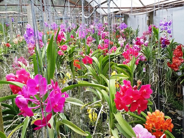 É a ocasião de adquirir plantas selecionadas, de alta qualidade. (Foto: Orquidário Santa Bárbara)