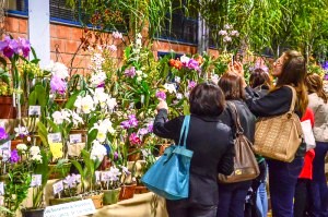 Repete-se o espetáculo das flores. (Foto: Prefeitura de R. Claro)