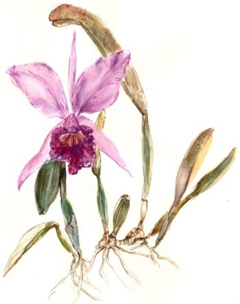 Orquídea simpodial. Ilustração de Marcos Paulo.