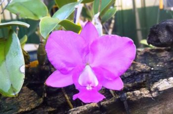 Cattleya walkeriana. (Foto e cultivo: Batista Demétrio)