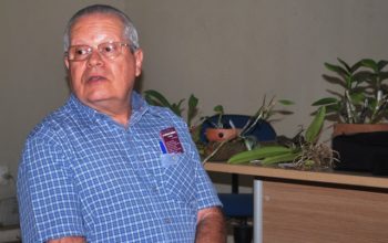 O Dr. Estanislau falou de uma espécie de que ocupa lugar especial no seu orquidário e no coração: a Cattleya walkeriana. 