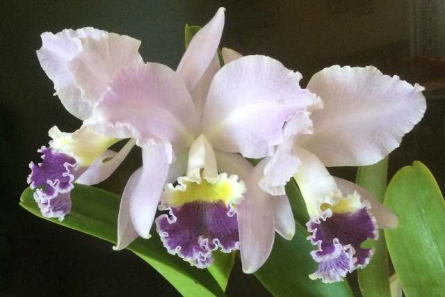 Cattleya labiata caerulea 'Lucíola' (Cultivo e foto: Italo Gurgel)