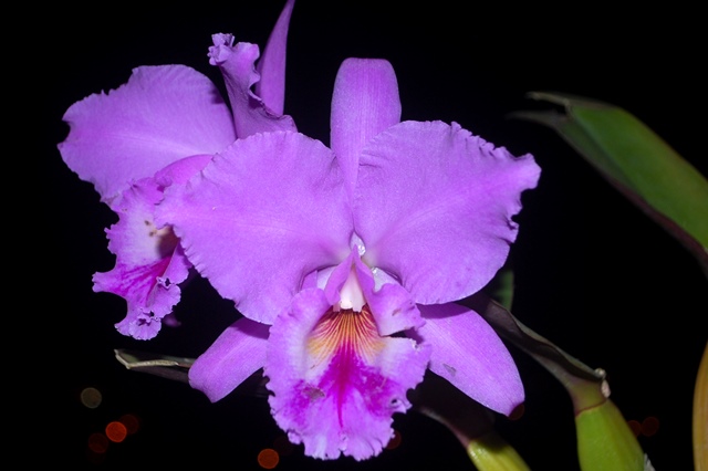 Cattleya labiata multiforme 'Lauck'. (Cultivo e foto: Italo Gurgel)