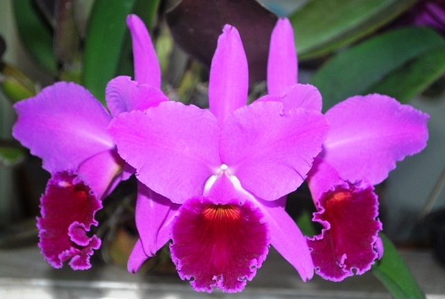 Cattleya labiata rubra 'Senhora'. (Cultivo e foto: Italo Gurgel)