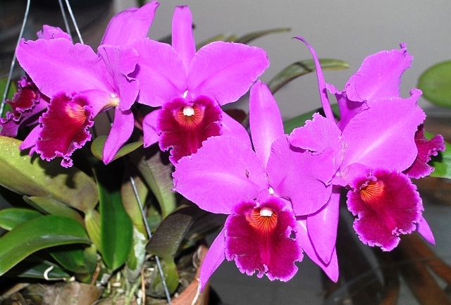 Cattleya labiata rubra. (Cultivo e foto: Italo Gurgel)