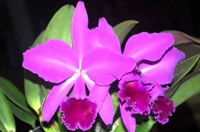 Cattleya labiata rubra 'Iracema'. (Cultivo e foto: Italo Gurgel)