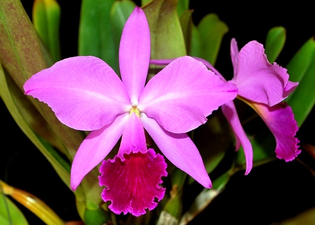 Cattleya labiata rubra 'Schuller' x 'Daize'. (Cultivo e foto: Italo Gurgel)