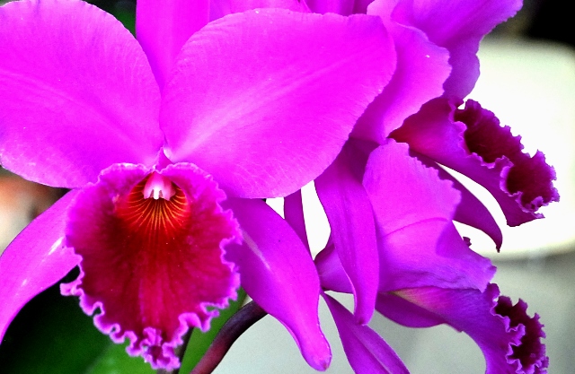 Cattleya labiata 'Vera Cristina' x lilás 'Borges'. (Cultivo e foto: Italo Gurgel)