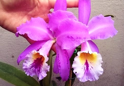 Cattleya labiata cara branca 'Surpresa'. (Cultivo e foto: Michelle Canário)