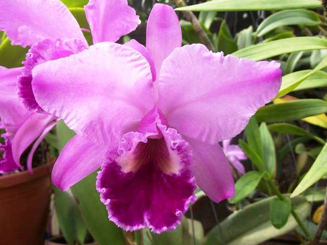 Cattleya labiata tipo 'Canário'. (Cultivo e foto: Michelle Canário)