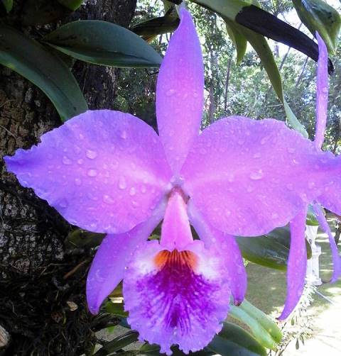 Cattleya labiata tipo 'Colírio'. (Cultivo e foto: Michelle Canário)