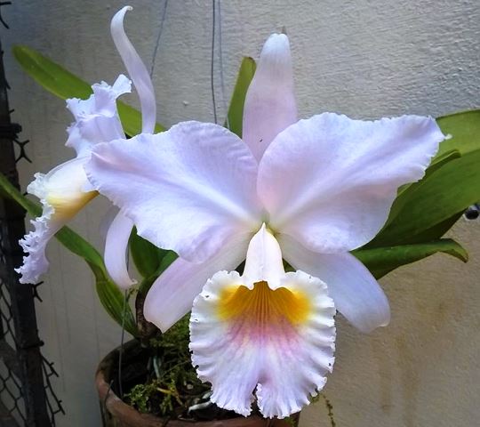 Cattleya labiata amesiana 'Desejo'. Cultivo e foto: Michelle Canário