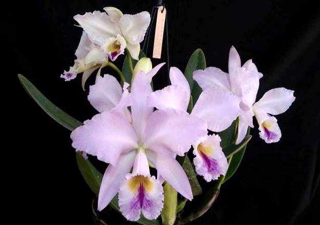 Cattleya labiata ametistina 'Canoinhas'. (Cultivo e foto: Michelle Canário)