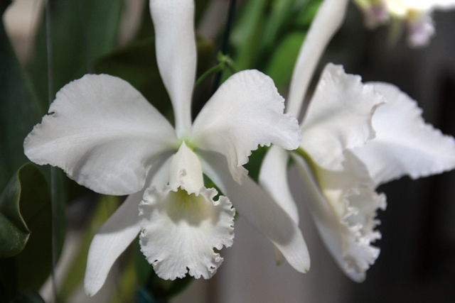 Cattleya labiata 'Rita Dreher' x 'HG'. (Cultivo e Foto: Rogério Sella)