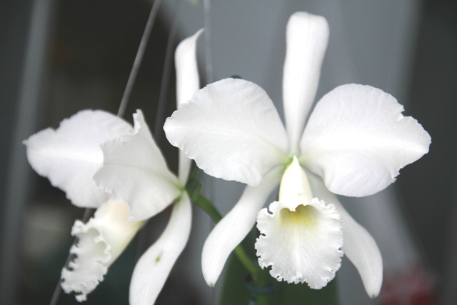 Cattleya labiata alba 'Rita Dreher'. (Cultivo e foto: Rogério Sella)