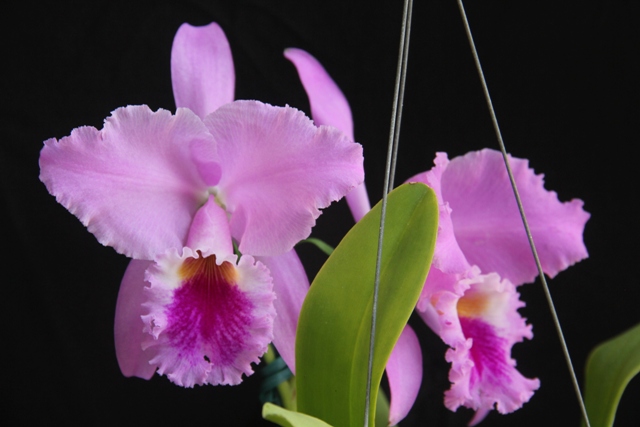 Cattleya labiata ('Labelo Grande' x 'Feliz Pascoa'). (Cultivo e foto: Rogério Sella)