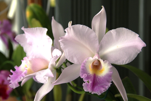 Cattleya labiata rosada. (Cultivo e foto: Rogério Sella)