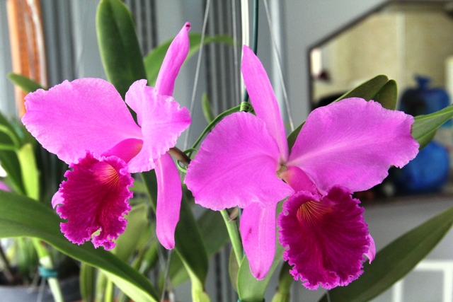 Cattleya labiata rubra. (Cultivo e foto: Rogério Sella)