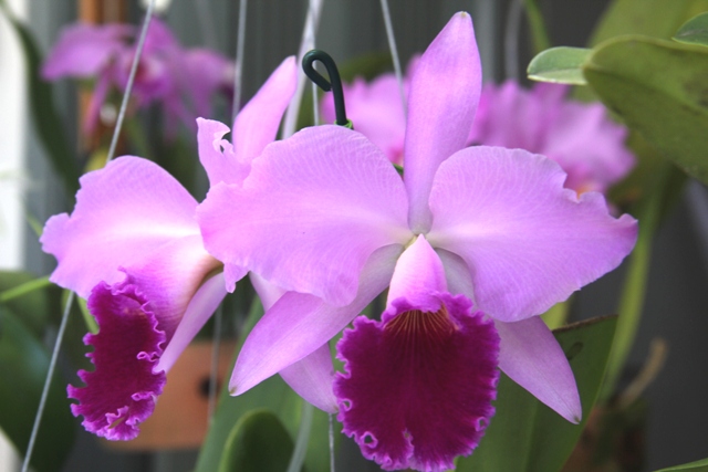 Cattleya labiata rubra ('Evaldo Wenzel' x 'Schüller'). (Cultivo e foto: Italo Gurgel)