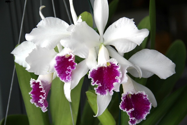 Cattleya labiata semialba ('Antonio Paccione' x 'Cooksoniae'). (Cultivo e foto: Rogério Sella)