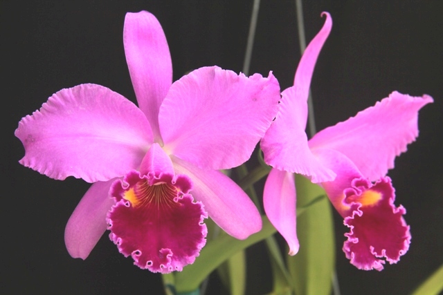 Cattleya labiata rubra 'Yellow Eyes'. Cultivo e foto: Rogério Sella