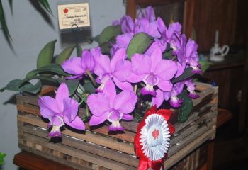 Cattleya Graciosa 'Kao'