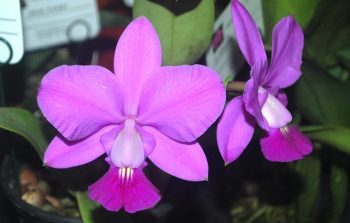 Cattleya walkeriana tipo