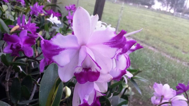 Cattleya intermedia