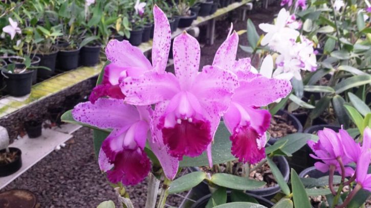 Cattleya intermedia rubra punctata