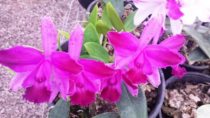 Cattleya intermedia rubra venosa