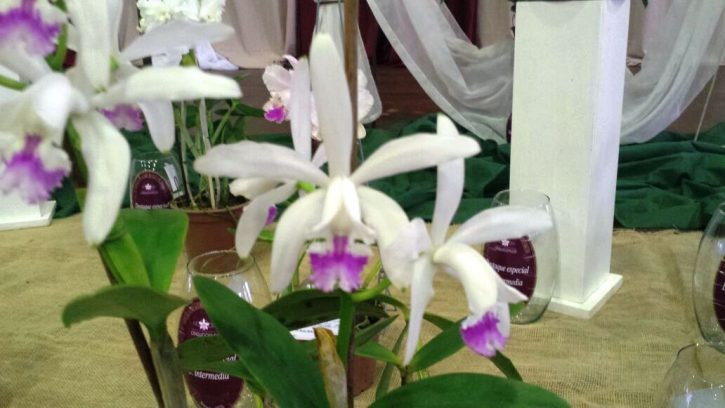 Cattleya intermedia semialba