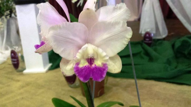 Cattleya intermedia tipo