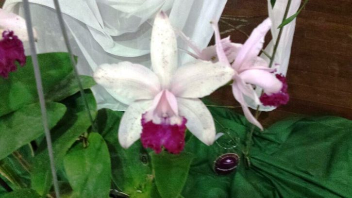 Cattleya intermedia vinicolor