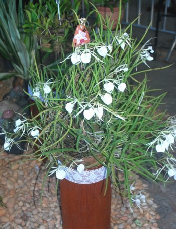 Brassavola nodosa