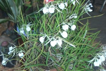 Brassavola nodosa