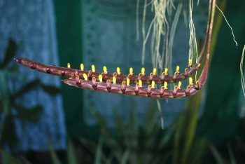 Bulbophyllum falcatum