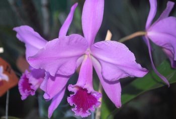 Cattleya labiata tipo