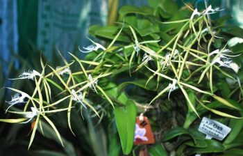 Epidendrum ciliare