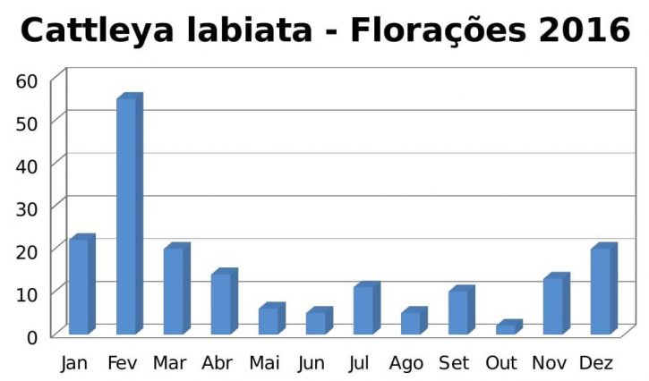 Floração da Cattleya labiata