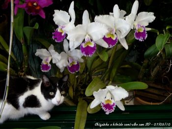 Gatos e orquídeas