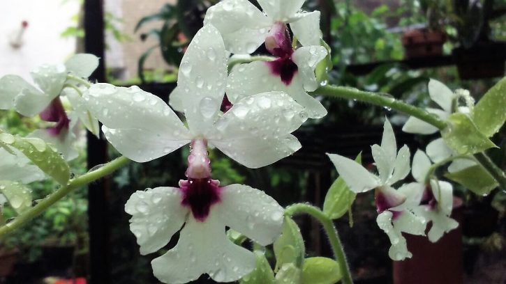 Orquídea Ceará