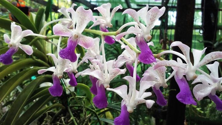 Orquídeas Ceará