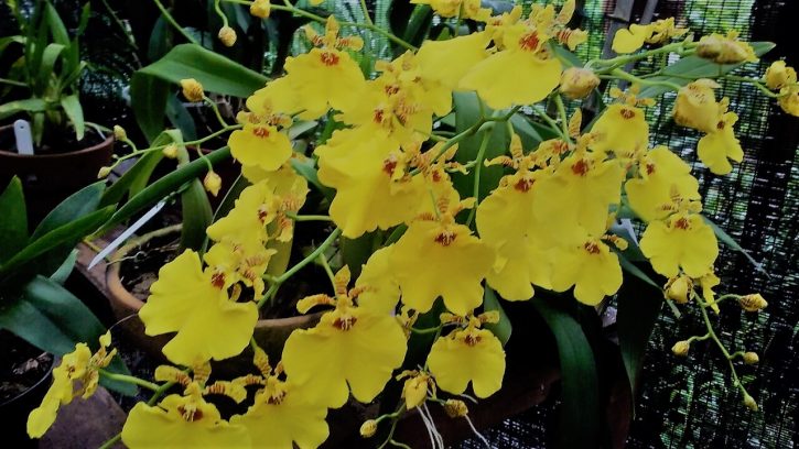 Oncidium