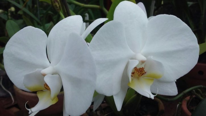 Phalaenopsis