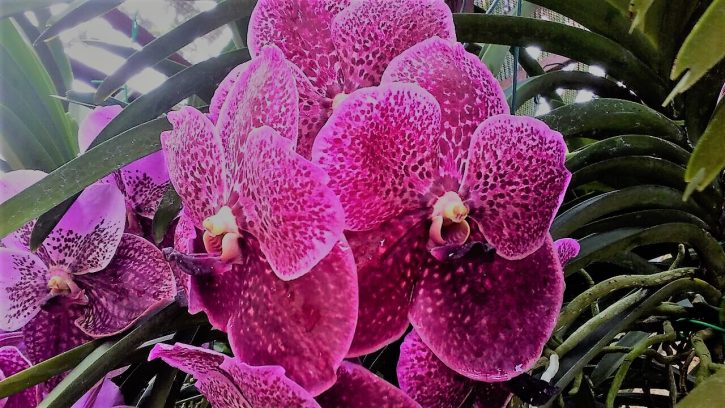 Vanda orchid