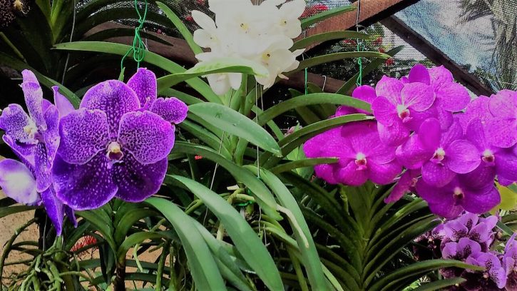 Vanda orchid