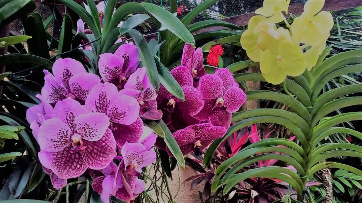 Vanda orchid