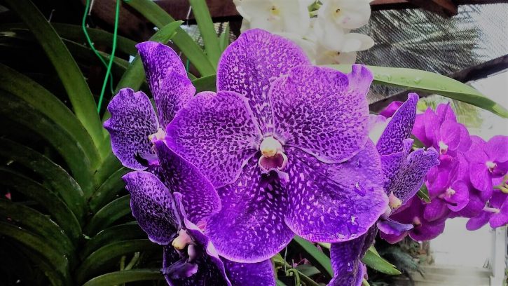 Vanda orchid