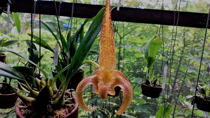 Bulbophyllum lobby